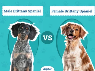 Male vs Female Brittanys: What’s The Difference (With Pictures)