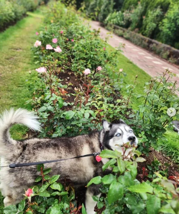 International Rose Test Garden