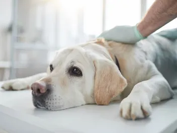 Are Tapeworms in Dogs Contagious? Our Vet Explains Signs, Treatment & Prevention