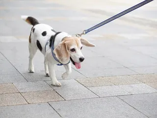 Beaglemation (Beagle & Dalmatian Mix): Info, Pictures, Care & More