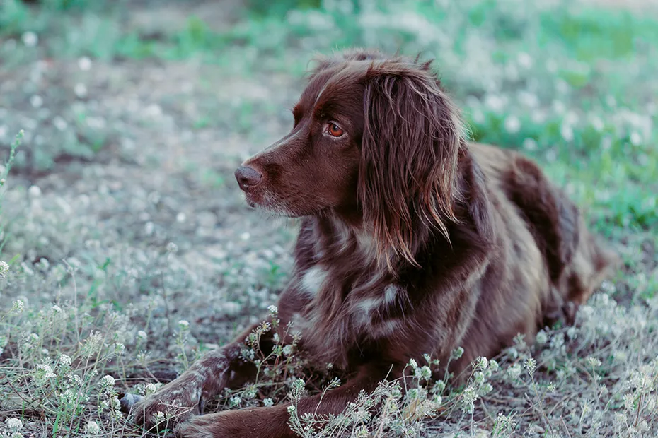 large munsterlander dog on the ground