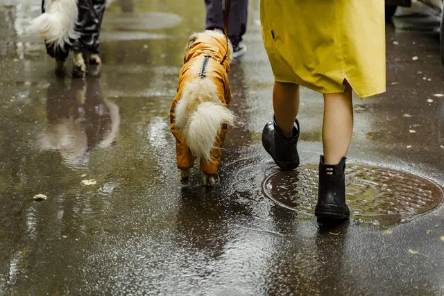 Do Dogs Need Raincoats? Vet-Verified Pros & Cons