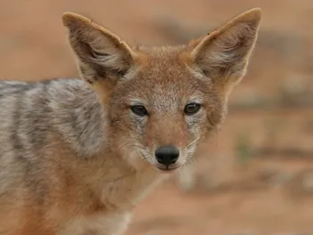 Are Jackal Dog Hybrids Real? Vet-Reviewed Facts & FAQ