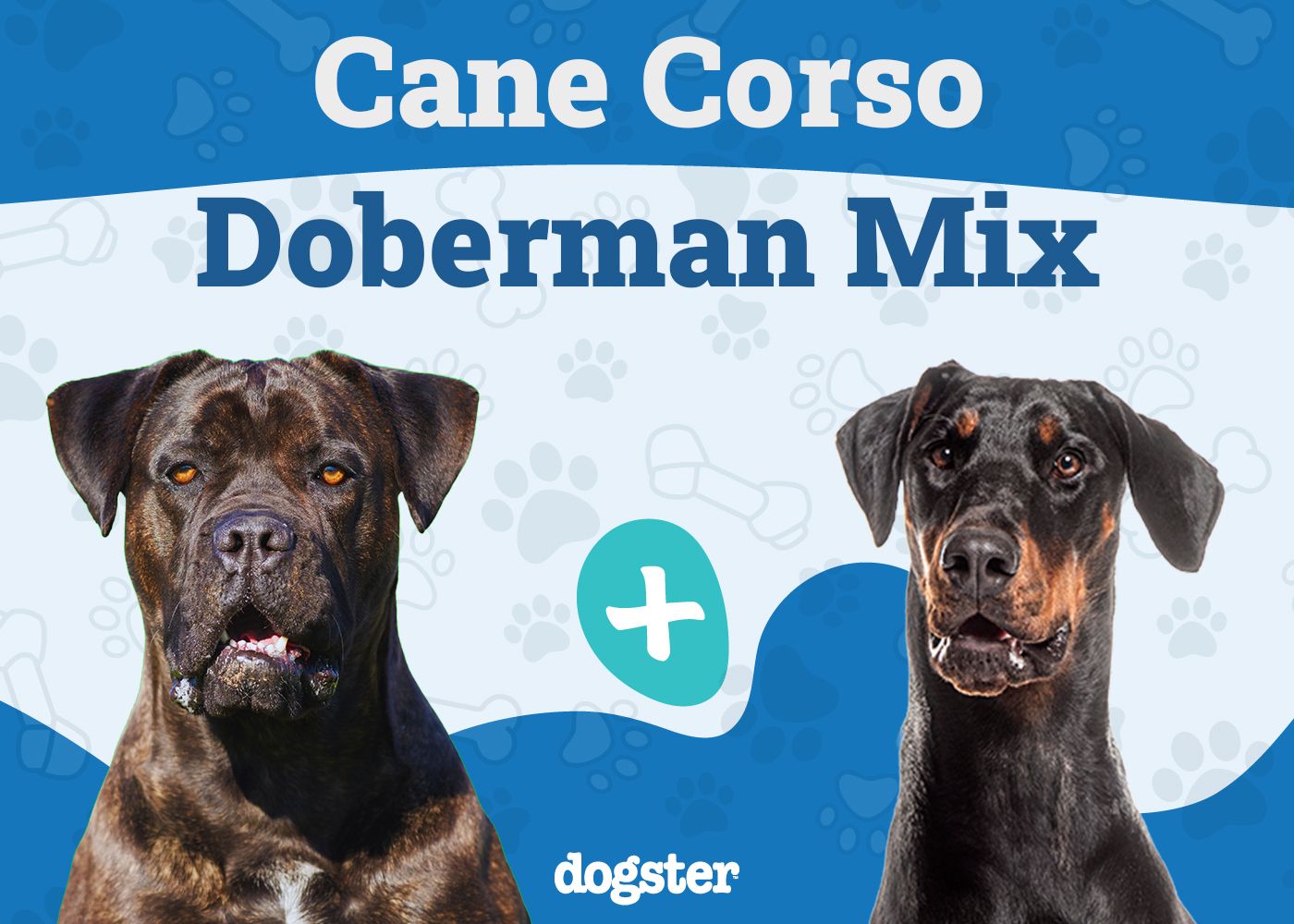 Cane Corso Doberman Mix