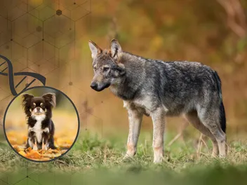 Dogs Were Crossing the Americas Long Before Cortés