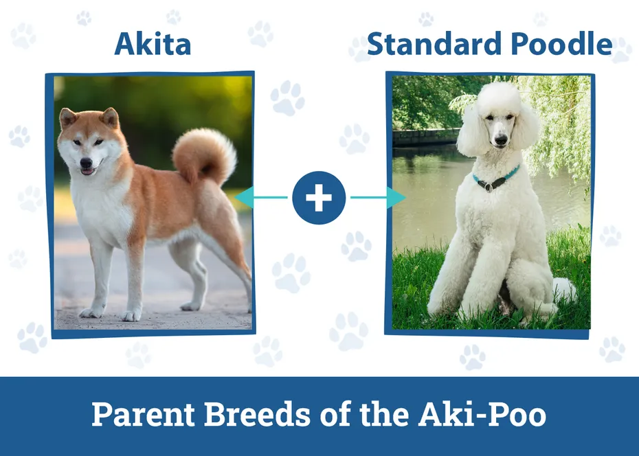 Parent Breeds of the Aki-Poo