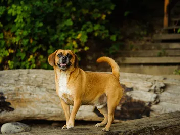 10 Best Dog Foods for Puggles in 2026 - Reviews & Top Picks