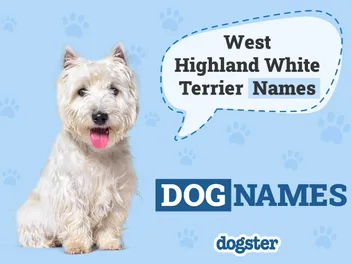 220 Popular & Unique West Highland White Terrier Names