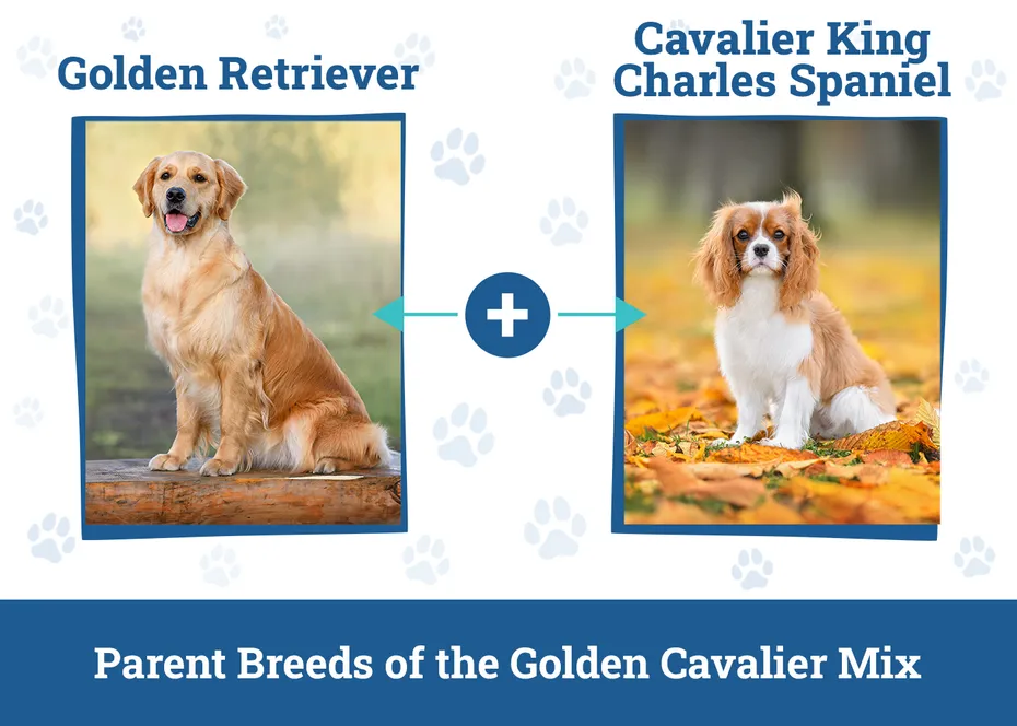 Parent Breeds of the Golden Cavalier Mix