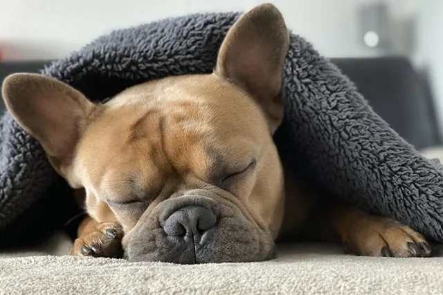 11 Dog Sleeping Positions & What They Mean (With Pictures)