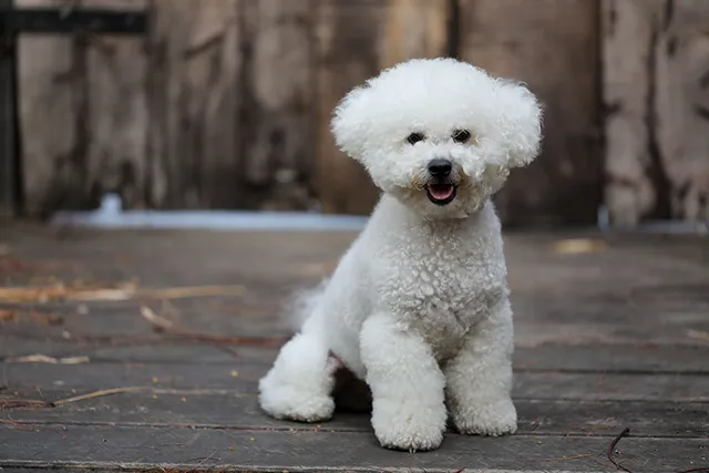 How Long Does a Bichon Frise Live? Vet-Verified Lifespan, Data & Care Guide