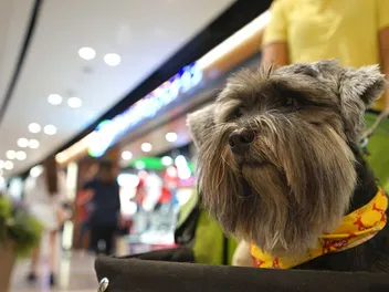 Are Dogs Allowed in IKEA? 2026 Update