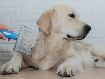 9 Best Dog Brushes for Shedding in 2026 - Reviews & Top Picks