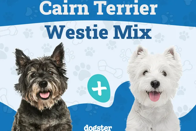 Cairland Terrier (Cairn Terrier & Westie Mix): Info, Pictures, Care & More