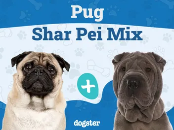 Ori Pei (Chinese Shar-Pei Pug Mix): Info, Pictures, Care & More