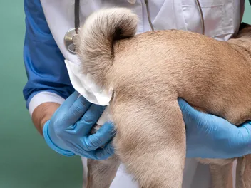Anal Gland Removal in Dogs: When to Consider It (Vet Answer)