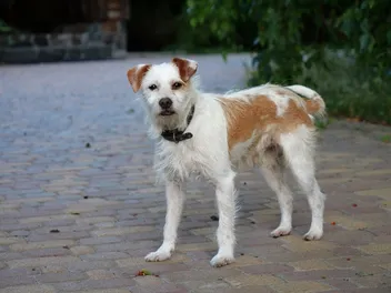 10 Best Bark Collars for Small Dogs in 2026 - Reviews & Top Picks