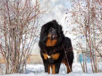 14 Tibetan Mastiff Pros and Cons: Traits & Characteristics