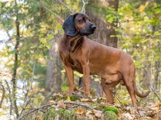 Bavarian Mountain Scent Hound Dog Breed: Info, Pictures, Traits & Care