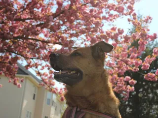 10 Coolest Dog Breeds: Info, Pictures, Origin & More