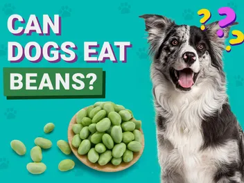 Can Dogs Eat Beans? Vet-Verified Nutrition Facts, Tips & Risks