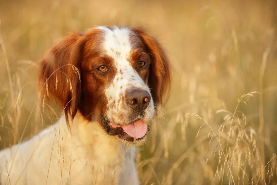 Irish Red and White Setter portrait in field
