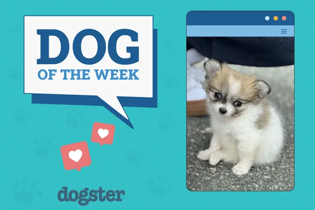 Dogster Photo Contest: Dogs of the Week Winners (September 4, 2025)