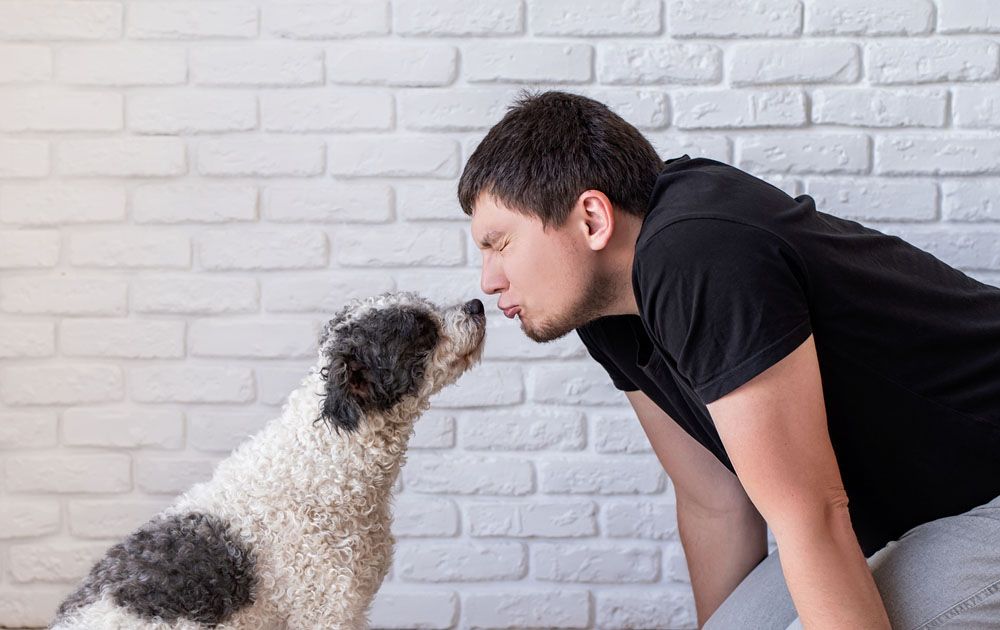 bichon frise dog smelling his owners face