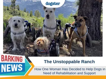 Building the Unstoppable Ranch: Helping Dogs in Need of Rehab & Support