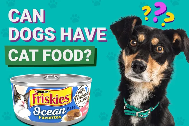 Can Dogs Eat Cat Food? Vet-Verified Info & Safety Tips