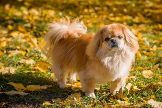 10 Pekingese Mixes (With Pictures)