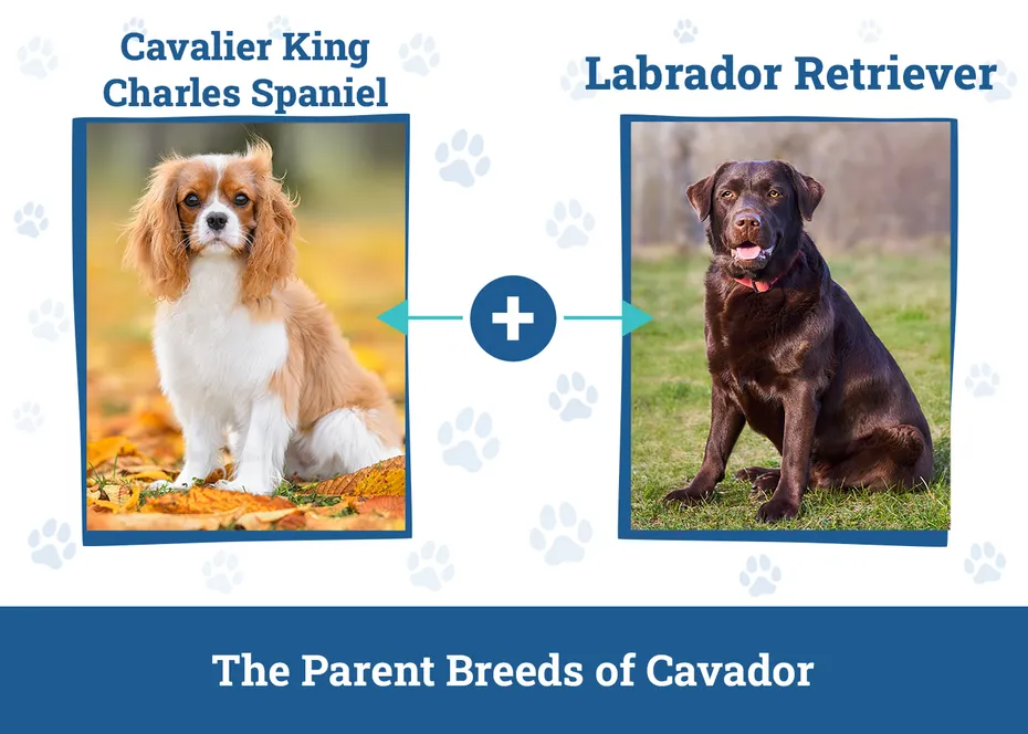 Parent Breeds of Cavador