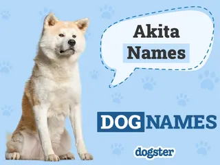200+ Akita Names: Unique, Cute & Meaningful Ideas