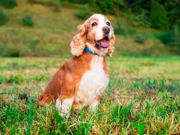 How Old Is 8 in Dog Years? Vet-Approved Age Guide by Breed Size