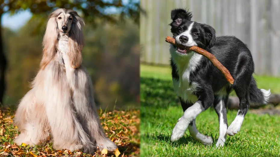 Parent Breeds of Afghan Collie
