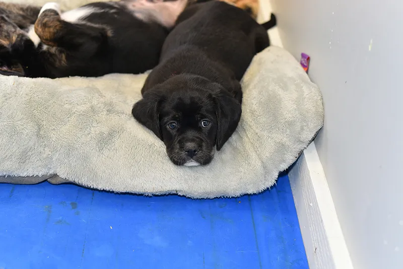 cavador puppy