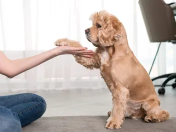 Dog Training in the City: Challenges & How to Overcome It (Vet Approved)