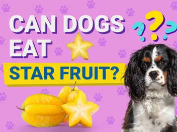 Can Dogs Eat Star Fruit? Vet-Verified Info & Risks