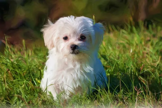 How Long Do Maltese Dogs Live? Vet-Verified Lifespan, Data & Care Guide