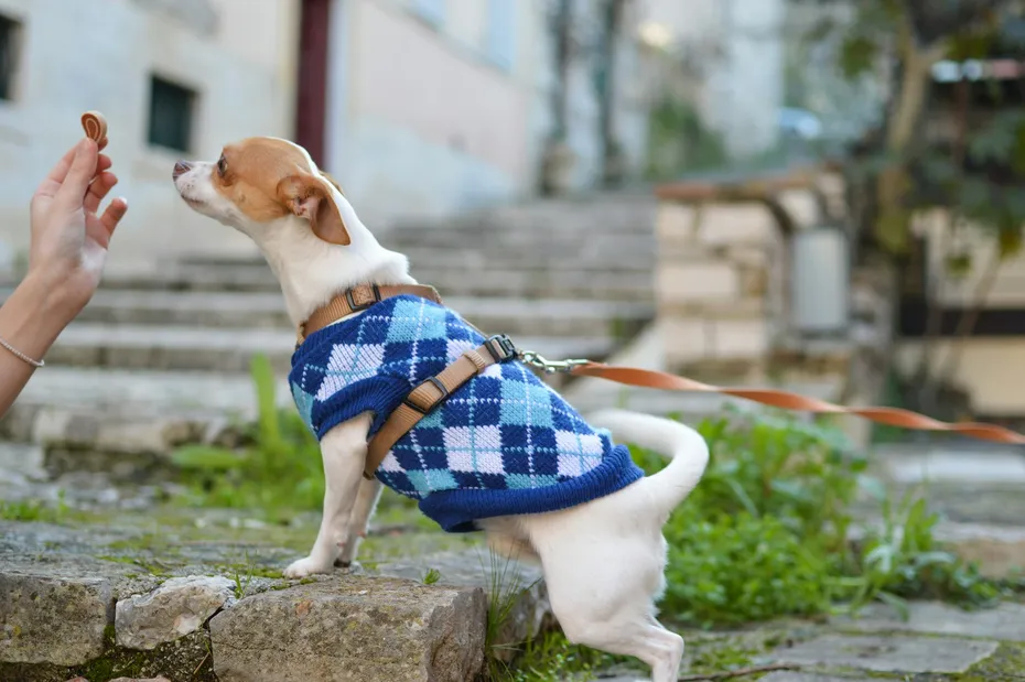 brown and white chihuahua dog in blue vest given treats