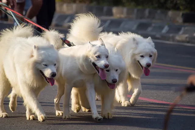 How Much Exercise Do Samoyeds Need? Vet-Approved Care Facts