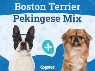 Boston Terrier Pekingese Mix Dog Breed: Info, Pictures, Care, & Facts