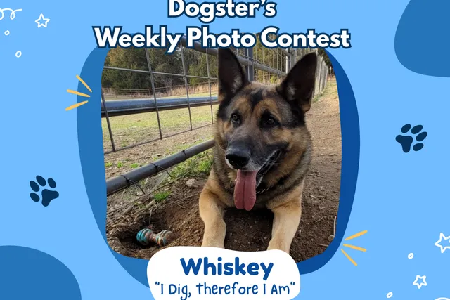 Dogster’s Weekly Photo Contest Winners: I Dig, Therefore I Am (March 5, 2026)