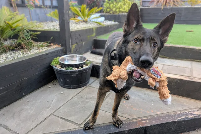 Why Does Kodah Drown His Toys? Fred the Bully