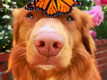 Meet Milo, the "Butterfly King" Who's Inspiring People to Slow Down and Appreciate Nature