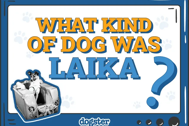 What Kind of Dog Was Laika? Space History & Facts