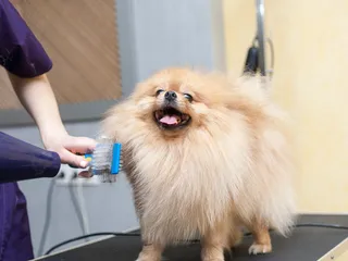 How to Groom a Pomeranian: 9 Vet-Verified Tips