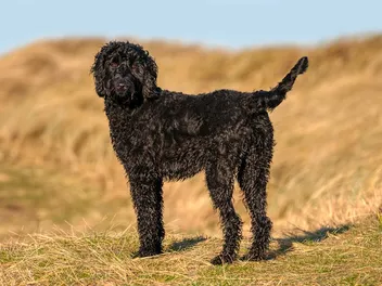When Will My Labradoodle Calm Down? Vet-Reviewed Facts & FAQ