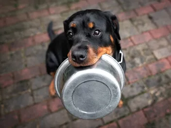 9 Best Foods for Rottweiler Puppies in 2026 - Reviews & Top Picks