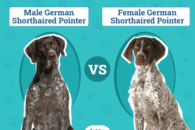 Male vs Female German Shorthaired Pointers: What’s the Difference (With Pictures)